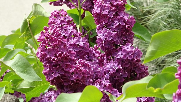 Lilak chiński Saugeana Fioletowy Syringa chinensis 'Saugeana' 7