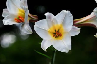 Lilia Miss Peculiar Lilia Miss Peculiar 1