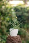 Liliowiec rdzawy Hemerocallis fulva 1