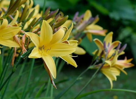 Liliowiec Stella de Oro (Hemerocallis) - ŻÓŁTY Hemerocallis Stella de Oro 5