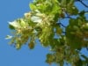 Lipa drobnolistna 50cm - elegancka i odporna Tilia cordata 6