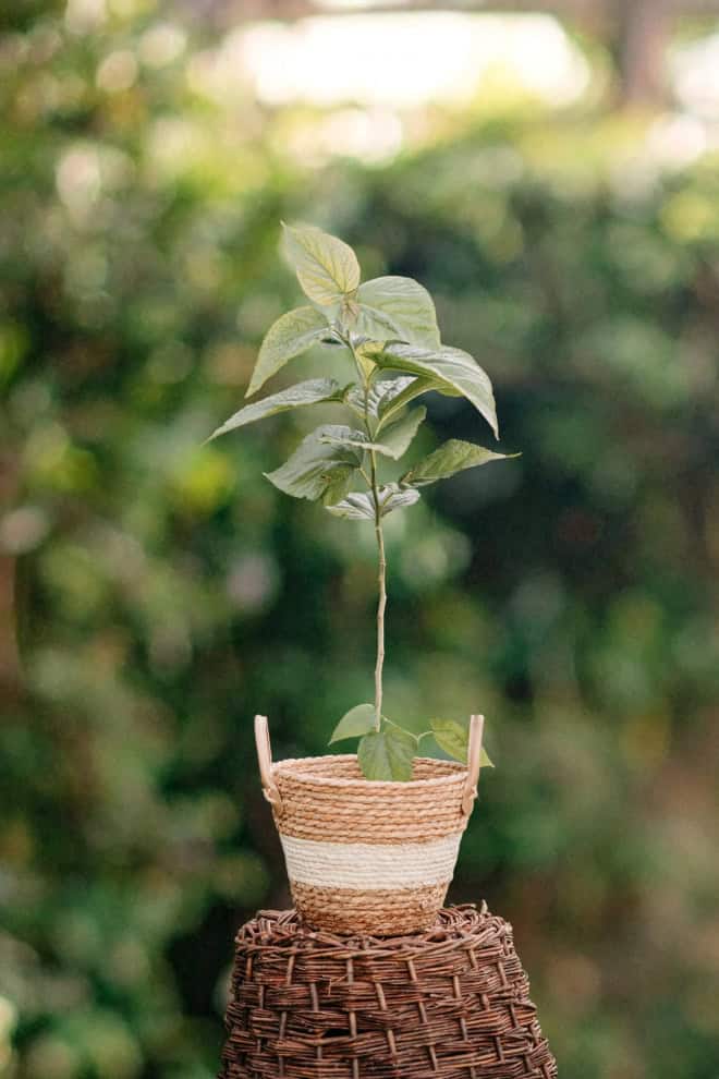 Lipa srebrzysta 60-70cm c2 (Tilia tomentosa) Tilia tomentosa 2
