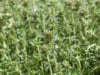 Macierzanka-Tymianek Thymus pulegioides 3