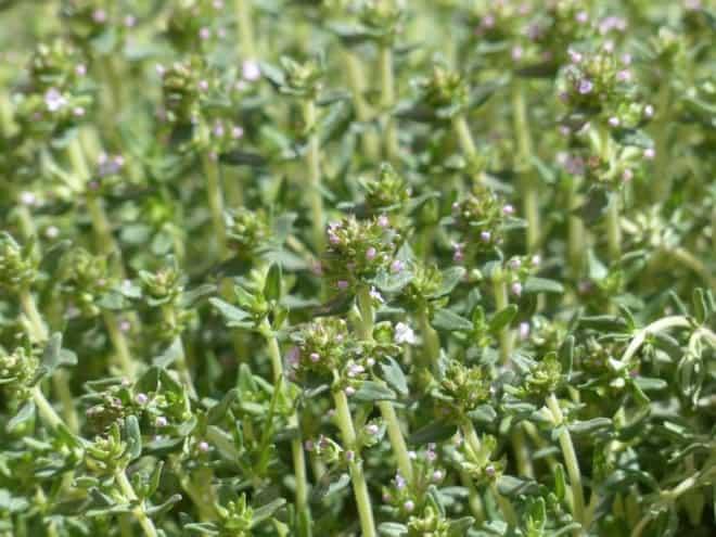 Macierzanka-Tymianek Thymus pulegioides 3