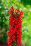Lobelia lśniąca Queen Vicoria- czerwony kwiat Lobelia 'Queen Vicoria' 4