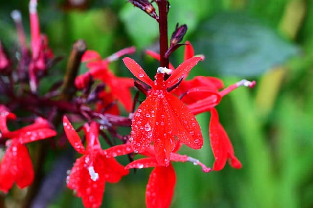Lobelia lśniąca Queen Vicoria- czerwony kwiat Lobelia 'Queen Vicoria' 2