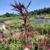 Lobelia lśniąca Queen Vicoria- czerwony kwiat Lobelia 'Queen Vicoria' 3