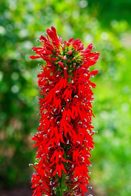 Lobelia lśniąca Queen Vicoria- czerwony kwiat Lobelia 'Queen Vicoria' 4