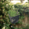 Macierzanka drobna Thymus pygmeus 2