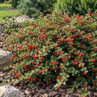 Irga Dammera "Major" Cotoneaster dammerii 'Major' 1