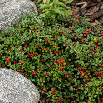 Irga płożąca "Queen of Carpet" Cotoneaster dammeri 'Queen of Carpet' 1