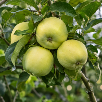 Jabłoń Papierówka Malus domestica Papierówka 1
