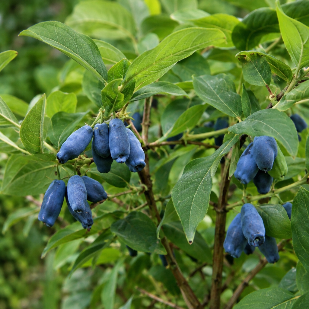 Jagoda kamczacka "Morena" 4-letnia Lonicera caerulea L. var. kamtschatica 'MORENA ' 4L 1