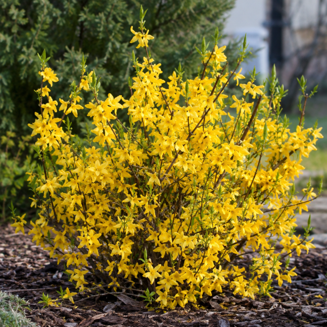 Forsycja pośrednia "Fiesta" Forsythia × intermedia 'Fiesta' 3