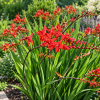 Cynobrówka ogrodowa "Lucifer" Crocosmia 'Lucifer' 1