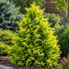 Cyprysik groszkowy ''Golden Wonder'' Chamaecyparis lawsoniana 'Golden Wonder' 1