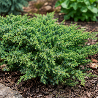 Jałowiec płożący "Wiltonii" Juniperus horizontalis"Wiltonii" 1