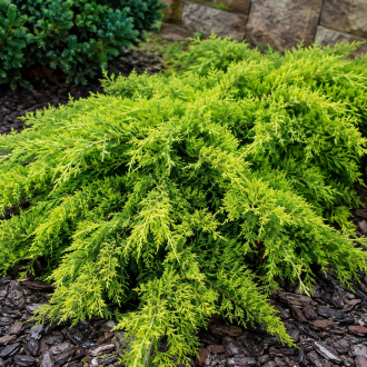 Jałowiec płożący "Limeglow" Juniperus horizontalis Limeglow 1