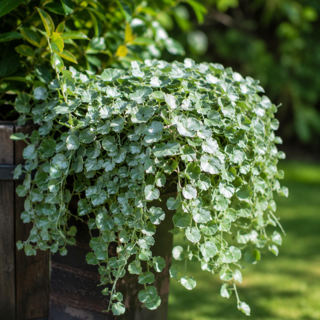 Dichondra Dichondra - zielony wodospad 1