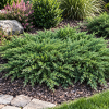 Jałowiec sabiński ''Tamariscifolia'' Juniperus sabina Tamariscifolia 1