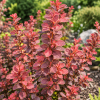 Berberys Thunberga ''Dariusz'' Berberis Thunbergii 'Dariusz' 1