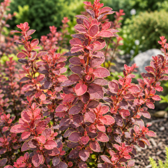 Berberys Thunberga ''Dariusz'' Berberis Thunbergii 'Dariusz' 1