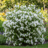 Krzewuszka cudowna ''Alba" Weigela florida 'Alba' 3