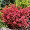 Berberys Thunberga ''Chiquita'' Berberis Thunbergii 'Chiquita 1