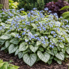 Brunera wielkolistna "Jack Frost" Brunnera macrophylla 'Jack Frost' 1