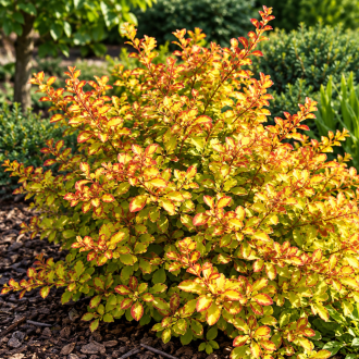 Berberys Thunberga ''Diabolicum'' Berberis thunbergii Diabolicum 1