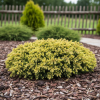 Jałowiec pospolity "Goldschatz" Juniperus communis "Goldschatz" 4