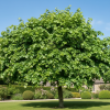 Lipa szerokolistna Tilia Platyphyllos 3