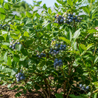 Borówka amerykańska "Chandler" 4-letnia Vaccinium corymbosum CHANDLER - 4 LETNIA 1