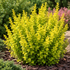 Berberys Thunberga ''Maria'' Berberis Thunbergii 'Maria' 1