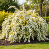 Tawuła kantonijska ''Gold Fountain'' Spirea japonica 'Gold fountain' 4