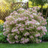 Krzewuszka cudowna "Nana Variegata" Weigela florida "Nana Variegata" 4