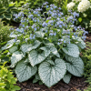 Brunera wielkolistna "Silver Heart" Brunnera macrophylla ' Silver Heart' 1