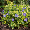 Barwinek mniejszy ''Illumination'' Vinca minor 'Illumination' 1