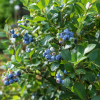 Borówka amerykańska "Goldtraube" 4-letnia Vaccinium corymbosum GOLDTRAUBE - 4 LETNIA SADZONKA 1
