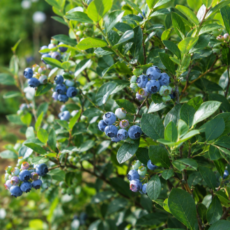 Borówka amerykańska "Goldtraube" 4-letnia Vaccinium corymbosum GOLDTRAUBE - 4 LETNIA SADZONKA 1