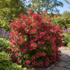 Krzewuszka cudowna ''Eva Rathke'' Weigela florida 'Eva Rathke' 3