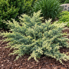 Jałowiec łuskowy ''Dream Joy'' Juniperus squamata Dream Joy 1