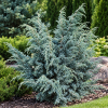Jałowiec łuskowy ''Meyeri'' Juniperus squamata Meyeri 1