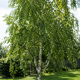 Brzoza brodawkowata Betula Pendula 1