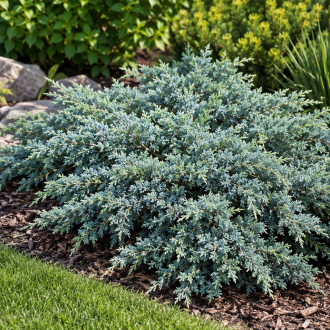 Jałowiec łuskowy ''Blue Swede'' Juniperus squamata Blue Swede 1