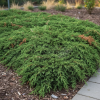 Jałowiec pospolity ''Green Carpet'' Juniperus communis Green Carpet 4