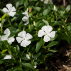Barwinek pospolity ''Alba'' Vinica minor "Alba" 1
