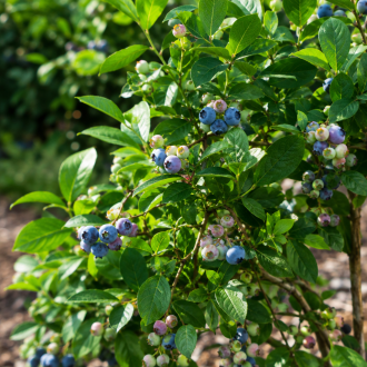 Borówka amerykańska "Goldtraube" Vaccinium corymbosum GOLDTRAUBE 1