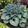 Brunera wielkolistna "Alexander's Great" Brunnera macrophylla 'Alexander's Great' 1