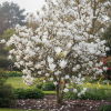 Magnolia Soulange'a "Alba Superba" Magnolia Soulange'a "Alba Superba" 2